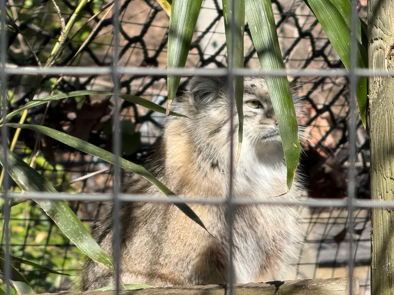 A photograph of Ceba in Smithsonian's National Zoo