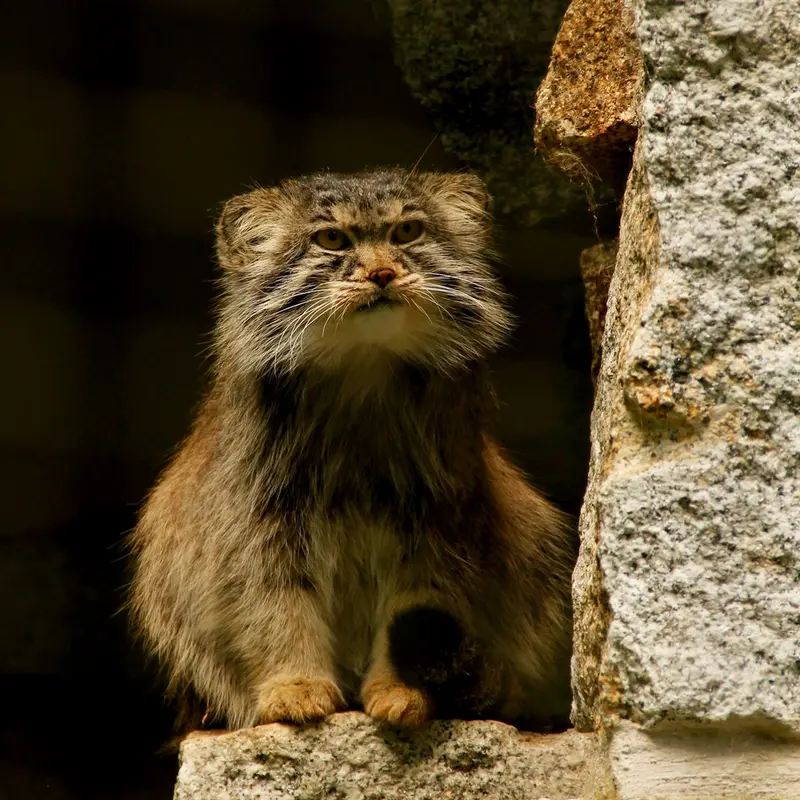 A photograph of Bob in Chemnitz Zoo