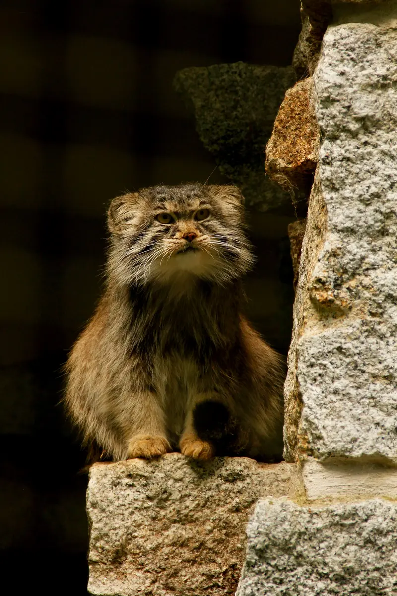 A photograph of Bob in Chemnitz Zoo
