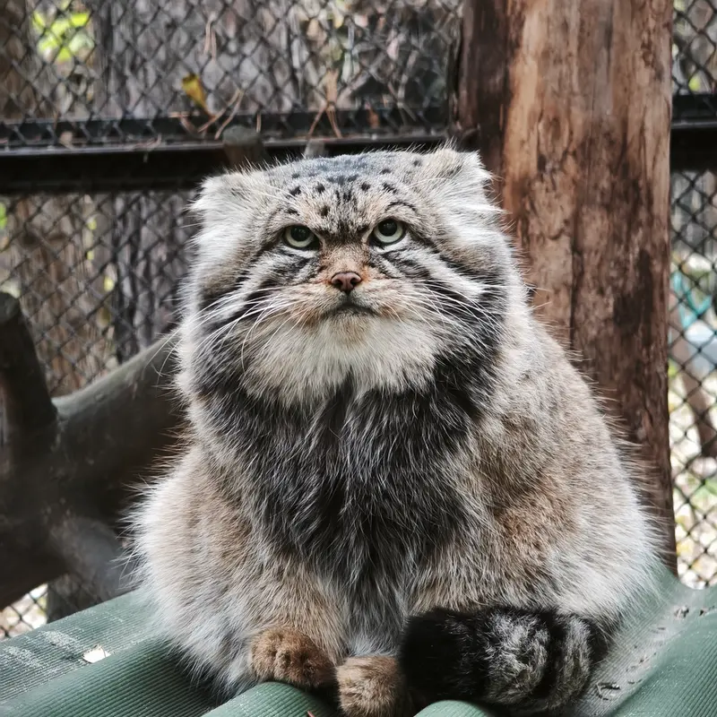 A photograph of George in Novosibirsk Zoo