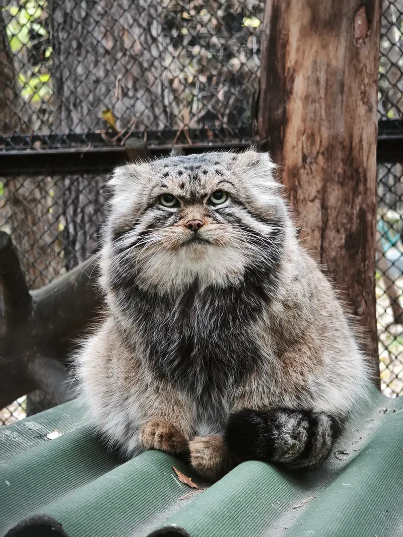 A photograph of George in Novosibirsk Zoo
