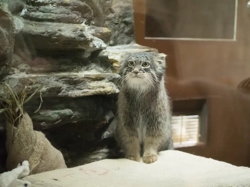 A photograph of Figa in Ueno Zoological Gardens