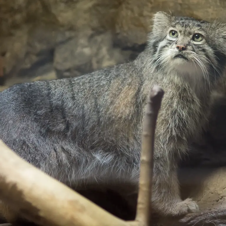 A photograph of Klyon in Ueno Zoological Gardens