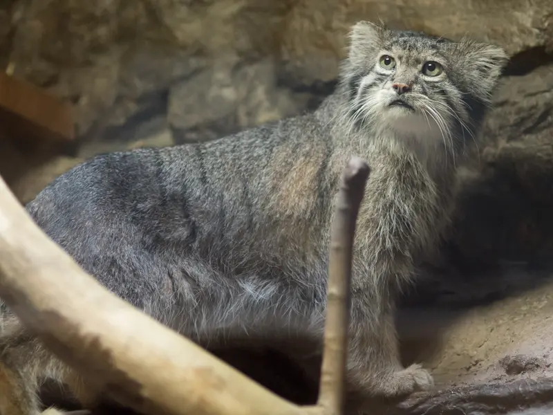 A photograph of Klyon in Ueno Zoological Gardens