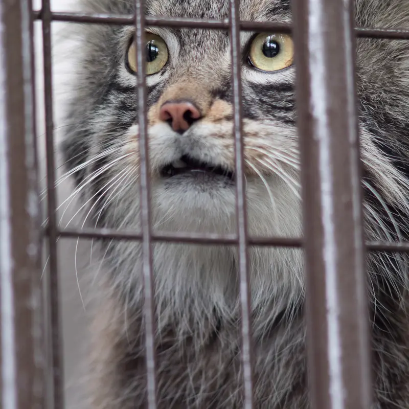 A photograph of Figa in Nogeyama Zoo