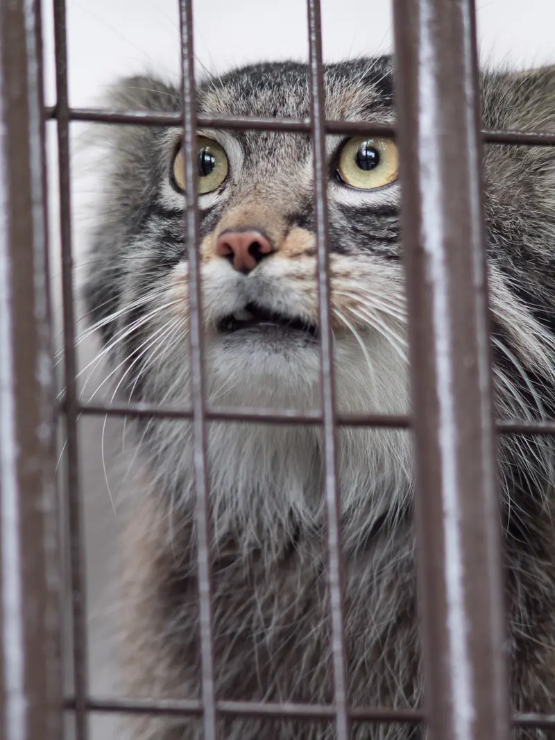 A photograph of Figa in Nogeyama Zoo