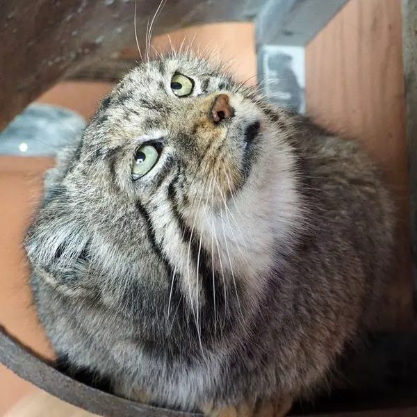 A photograph of Sebastian in Saitama Children's Zoo