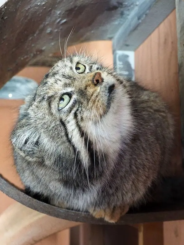 A photograph of Sebastian in Saitama Children's Zoo