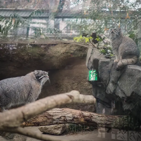 A photograph of Az and Nar in Kobe Animal Kingdom