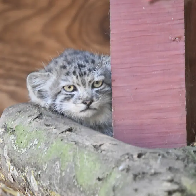 A photograph of a Pallas's cat in Banham Zoo