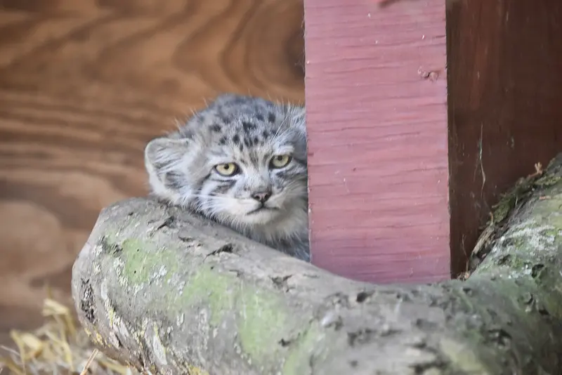 A photograph of a Pallas's cat in Banham Zoo