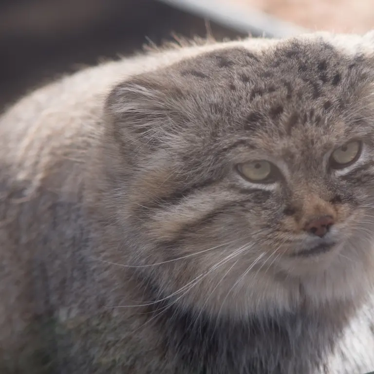 A photograph of Lotos in Saitama Children's Zoo