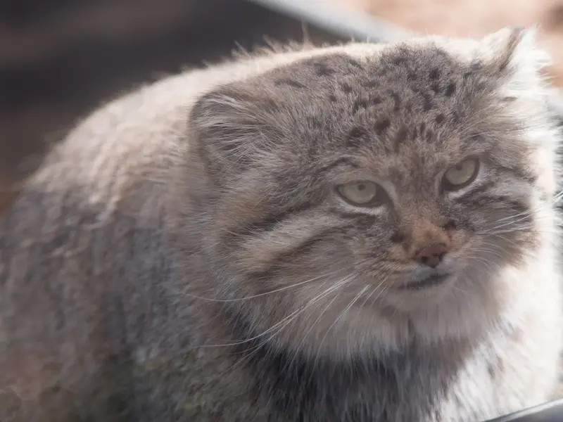 A photograph of Lotos in Saitama Children's Zoo