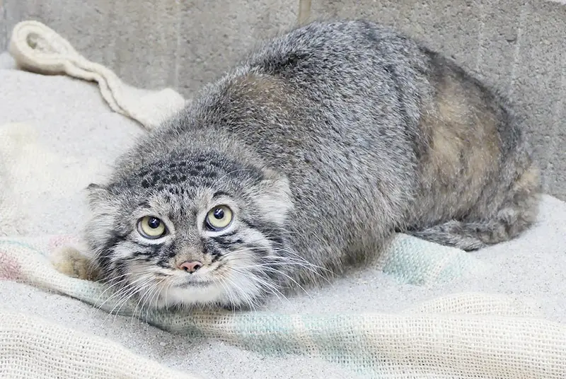 A photograph of Shafran in Ueno Zoological Gardens