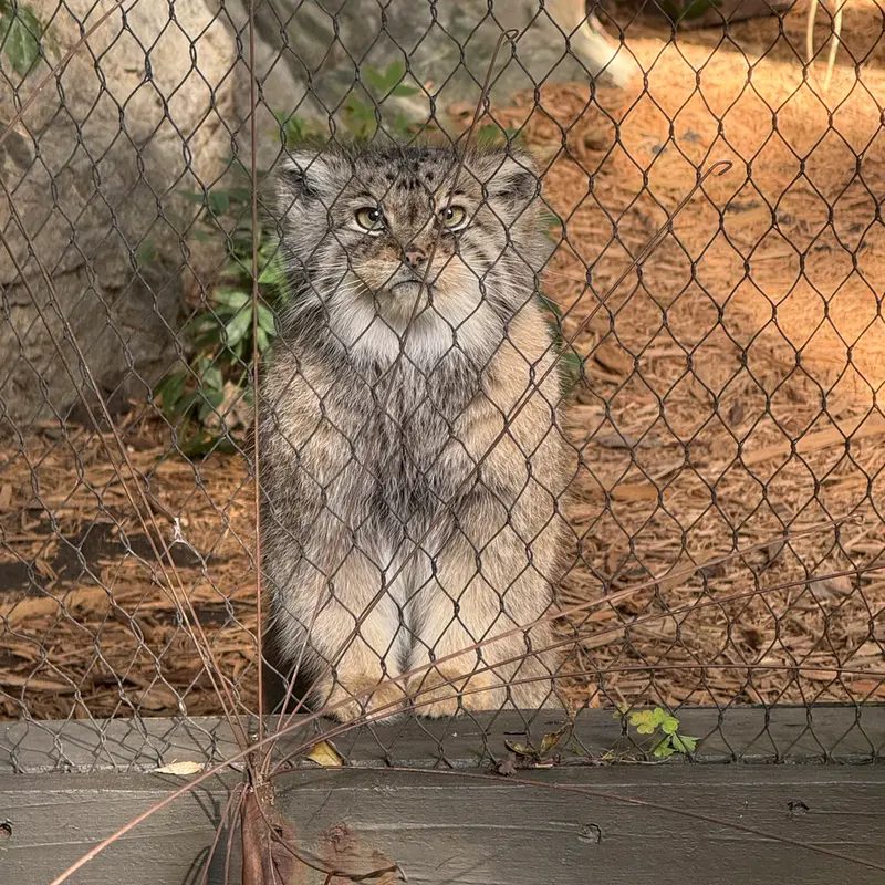 A photograph of Sarnai in Prospect Park Zoo