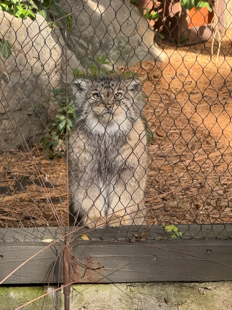 A photograph of Sarnai in Prospect Park Zoo