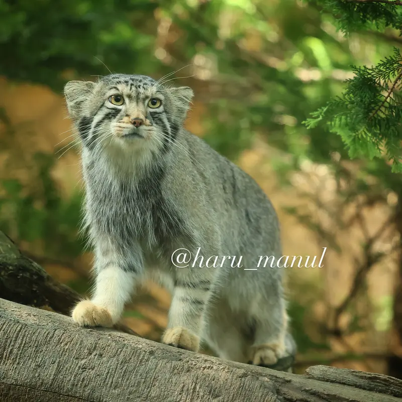 A photograph of Nagomu in Nasu Animal Kingdom