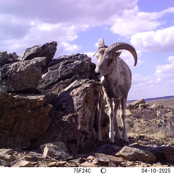 A photograph of Argali from Karashoky camera trap
