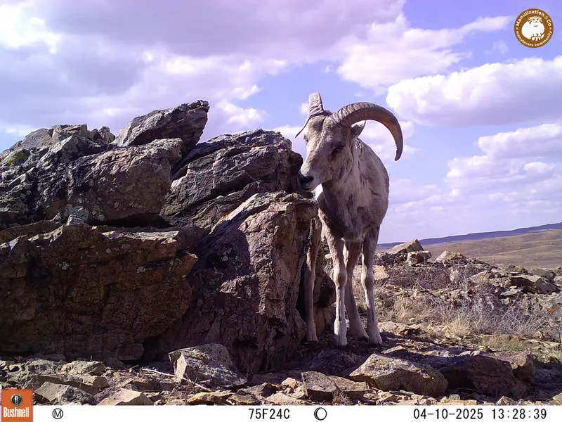 A photograph of Argali from Karashoky camera trap