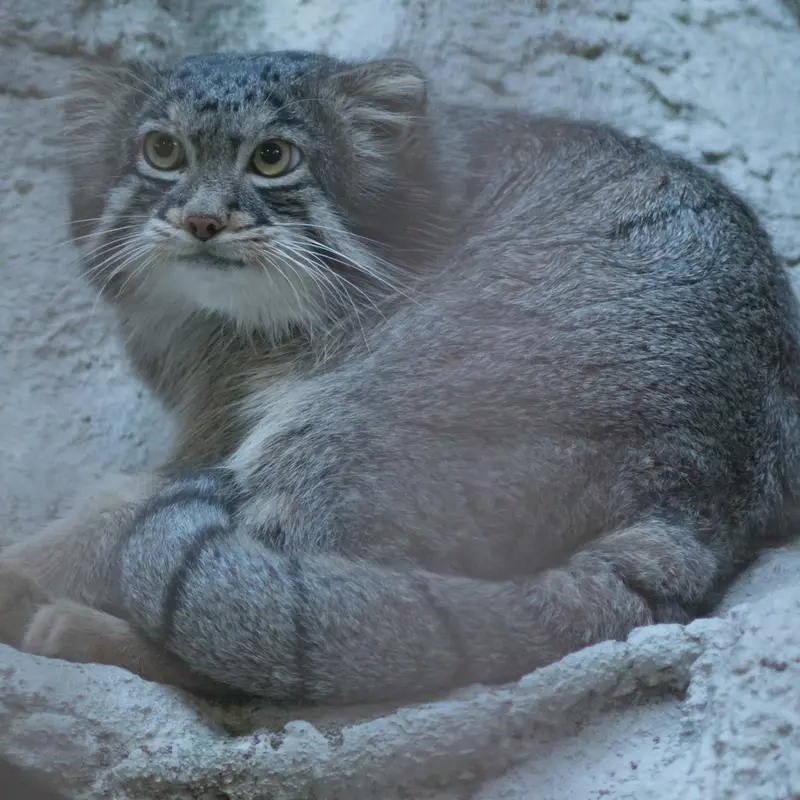 A photograph of Figa in Nogeyama Zoo