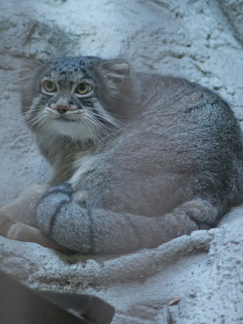 A photograph of Figa in Nogeyama Zoo