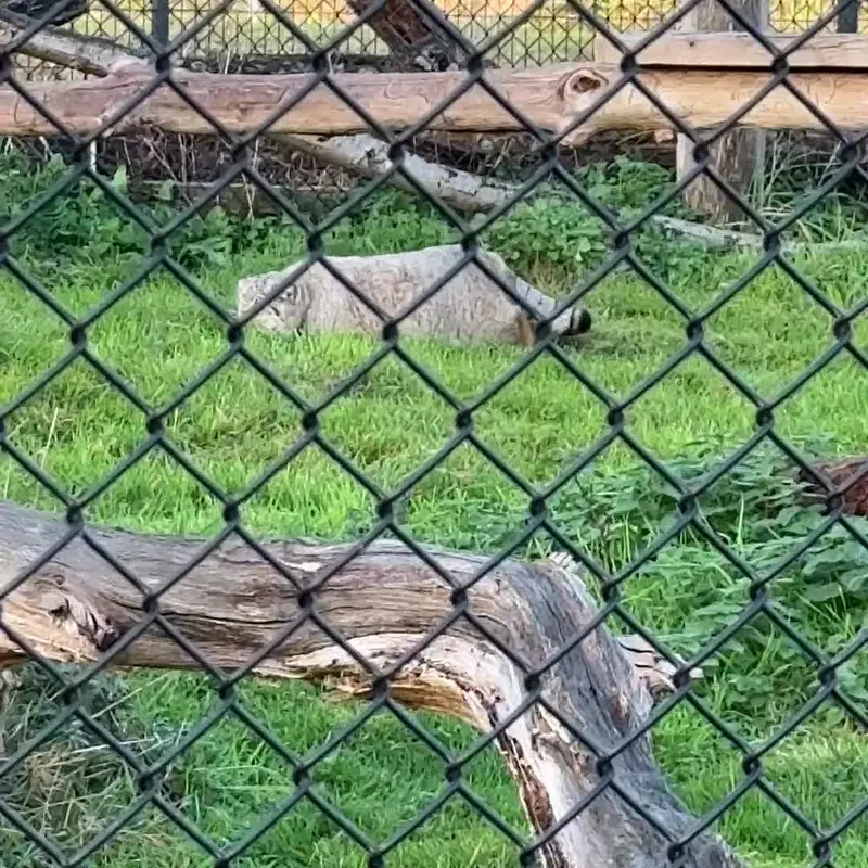 A photograph of a Pallas's cat in Port Lympne Wild Animal Park