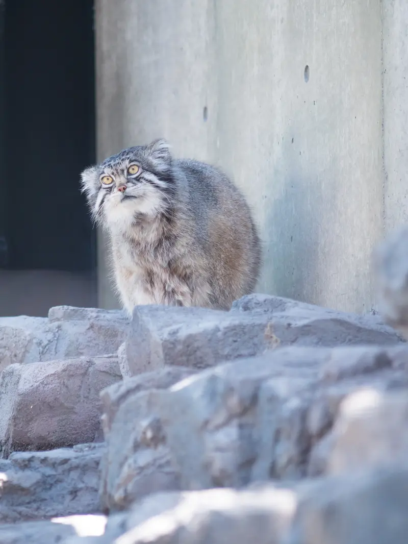 A photograph of Grusha in Asahiyama Zoo
