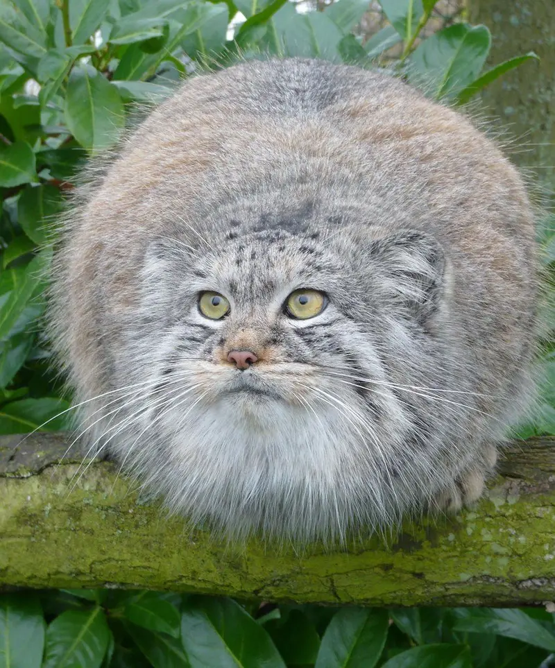 A photograph of a Pallas's cat
