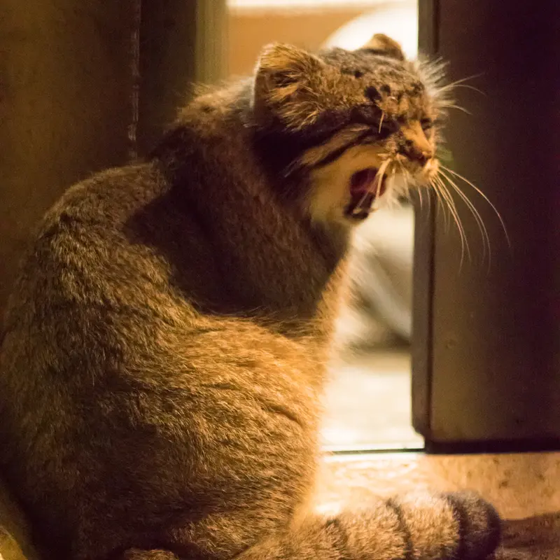 A photograph of Figa in Nogeyama Zoo