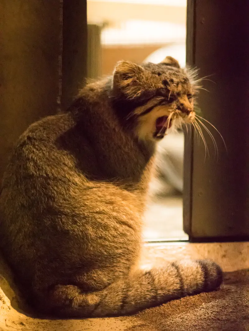 A photograph of Figa in Nogeyama Zoo