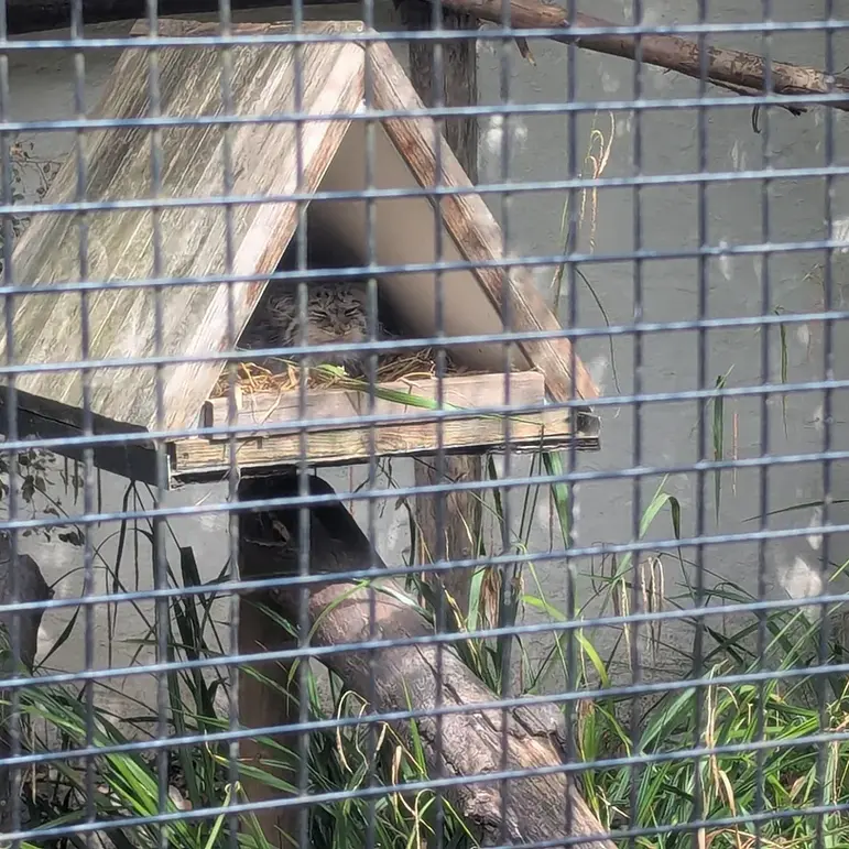 A photograph of Pomponnette in Lille Zoo
