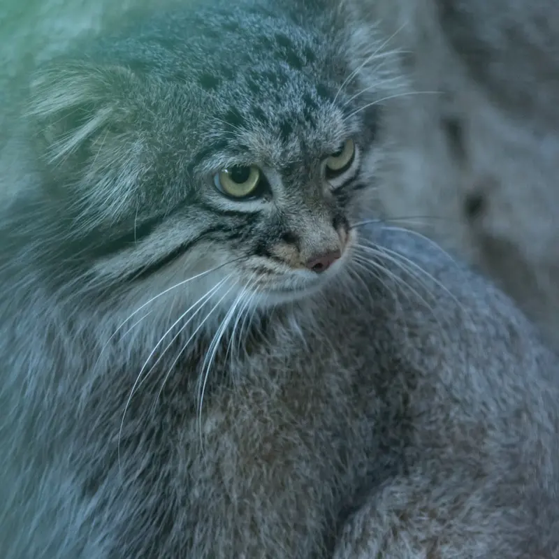 A photograph of Figa in Nogeyama Zoo