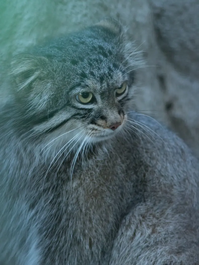 A photograph of Figa in Nogeyama Zoo