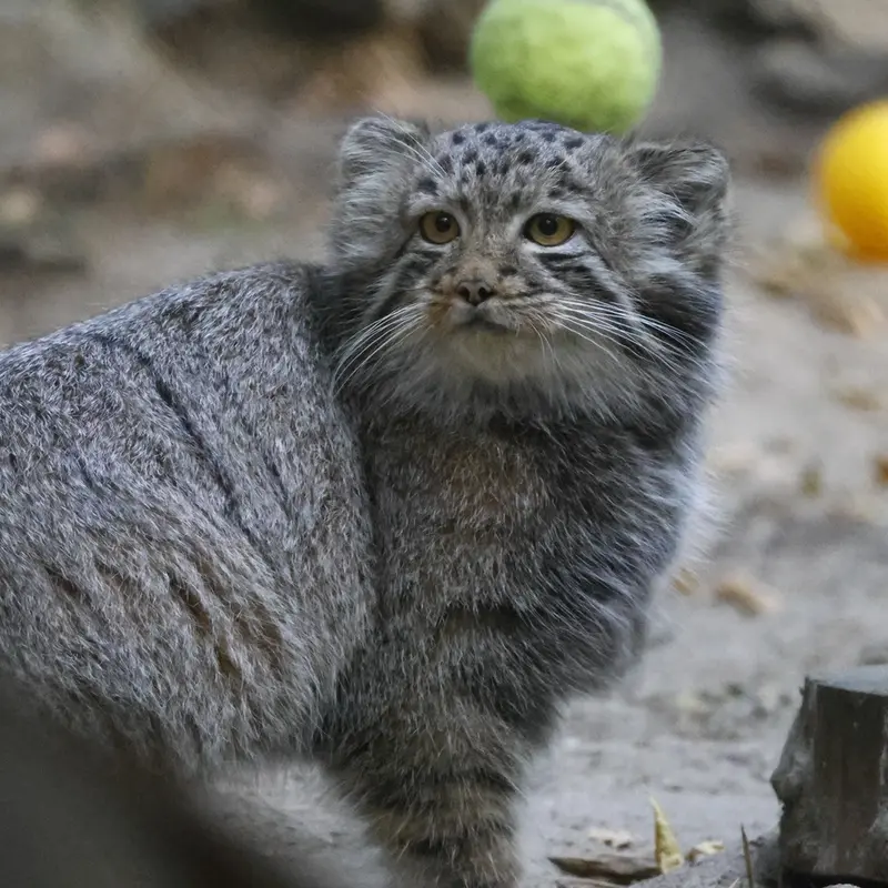 A photograph of a Pallas's cat in Novosibirsk Zoo