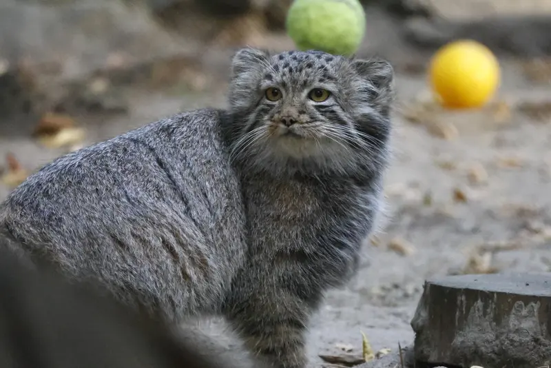 A photograph of a Pallas's cat in Novosibirsk Zoo