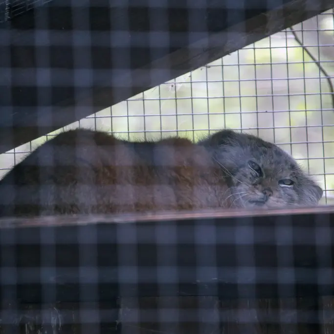 A photograph of Alani in Košice Zoo