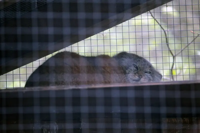 A photograph of Alani in Košice Zoo