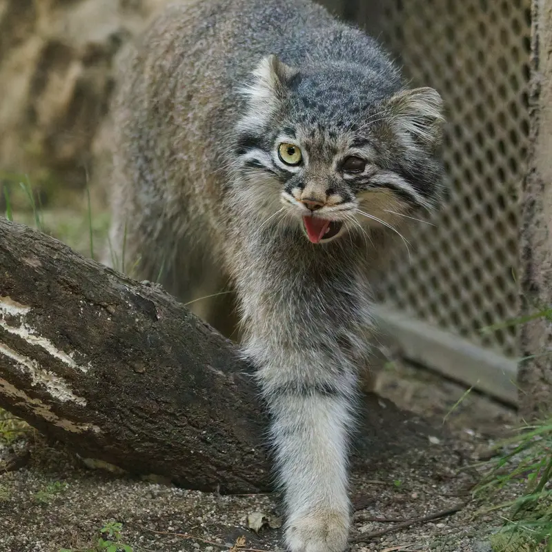 A photograph of Abrikos in Nasu Animal Kingdom