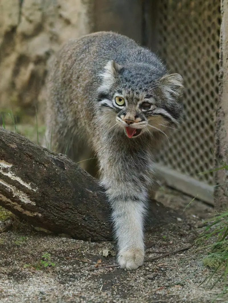 A photograph of Abrikos in Nasu Animal Kingdom