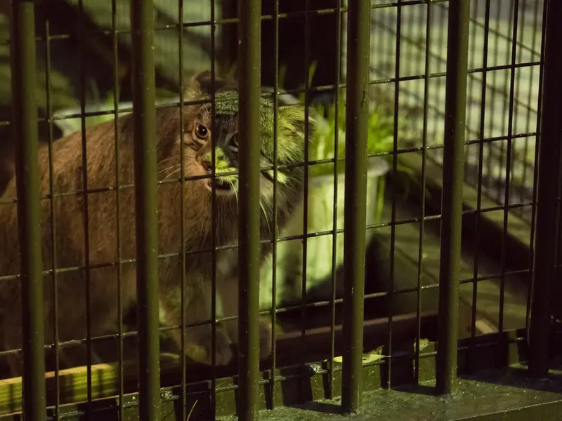 A photograph of Figa in Nogeyama Zoo