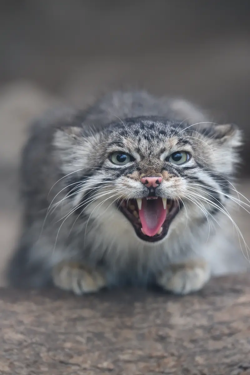 A photograph of Az in Kobe Animal Kingdom