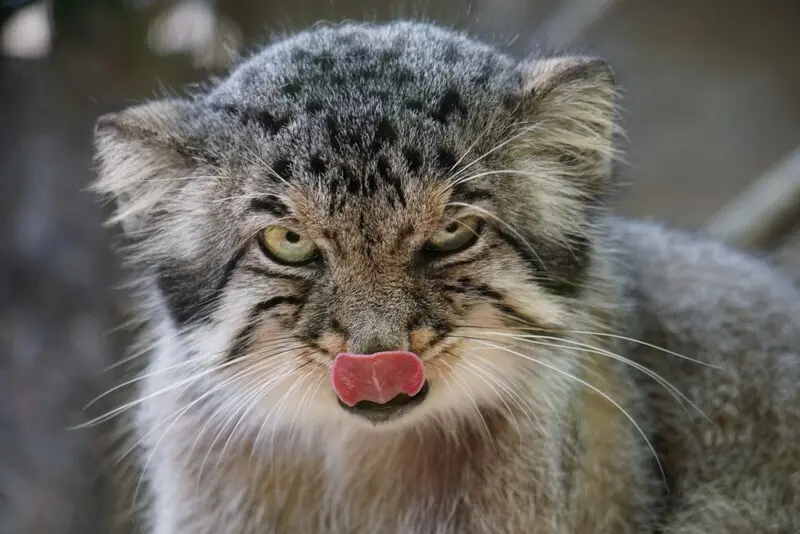 A photograph of a Pallas's cat