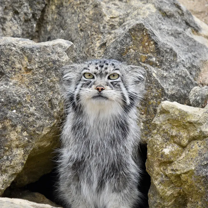 A photograph of Namuu in Port Lympne Wild Animal Park