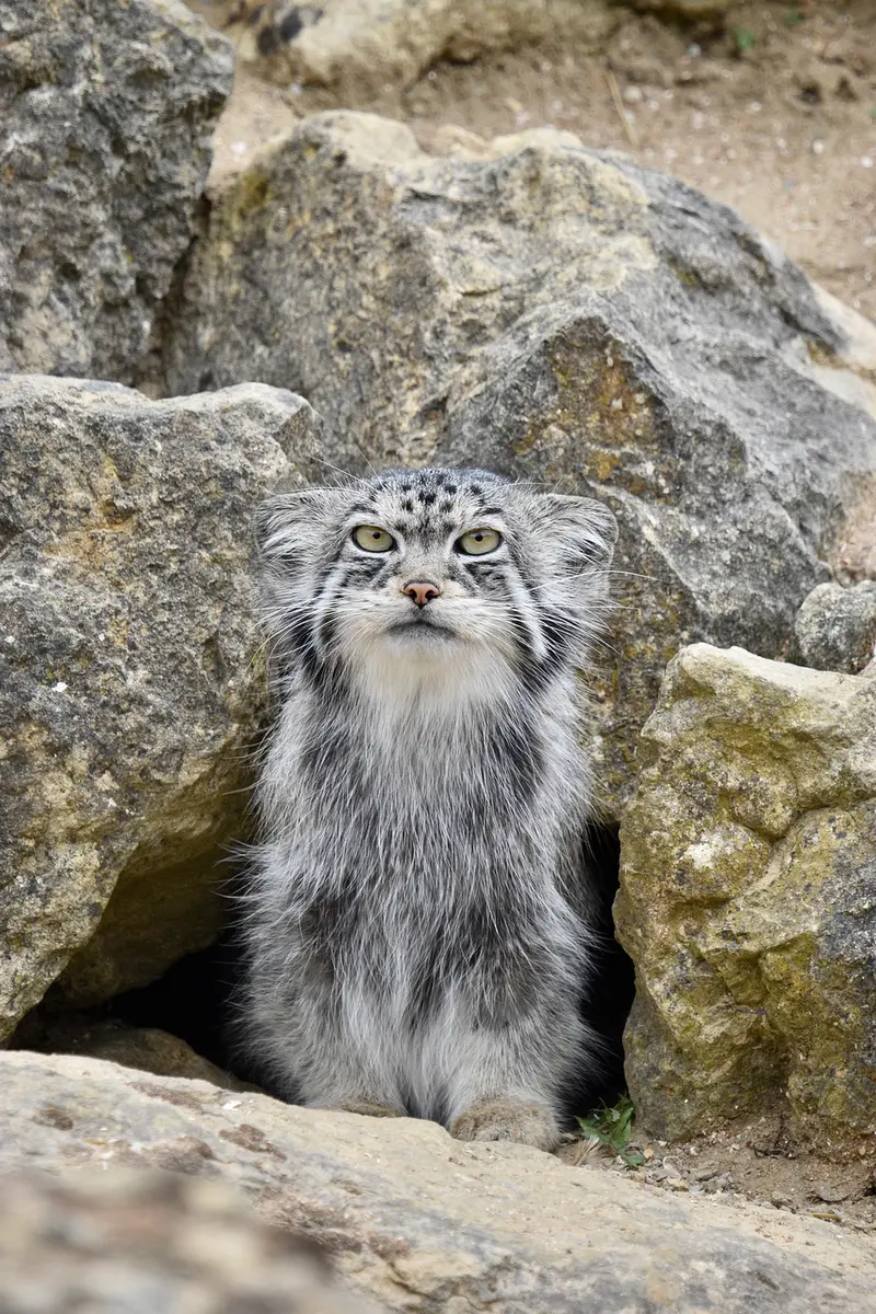 A photograph of Namuu in Port Lympne Wild Animal Park
