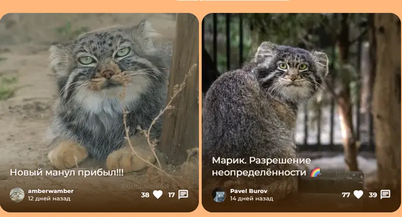 A photograph of a Pallas's cat