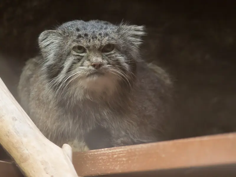 A photograph of Klyon in Ueno Zoological Gardens