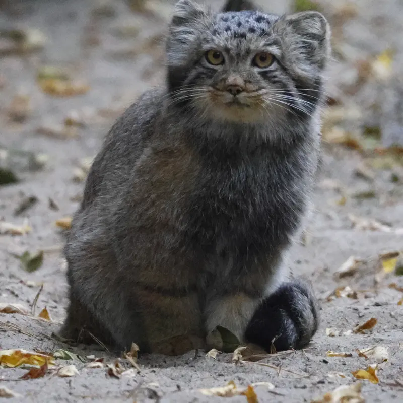 A photograph of a Pallas's cat