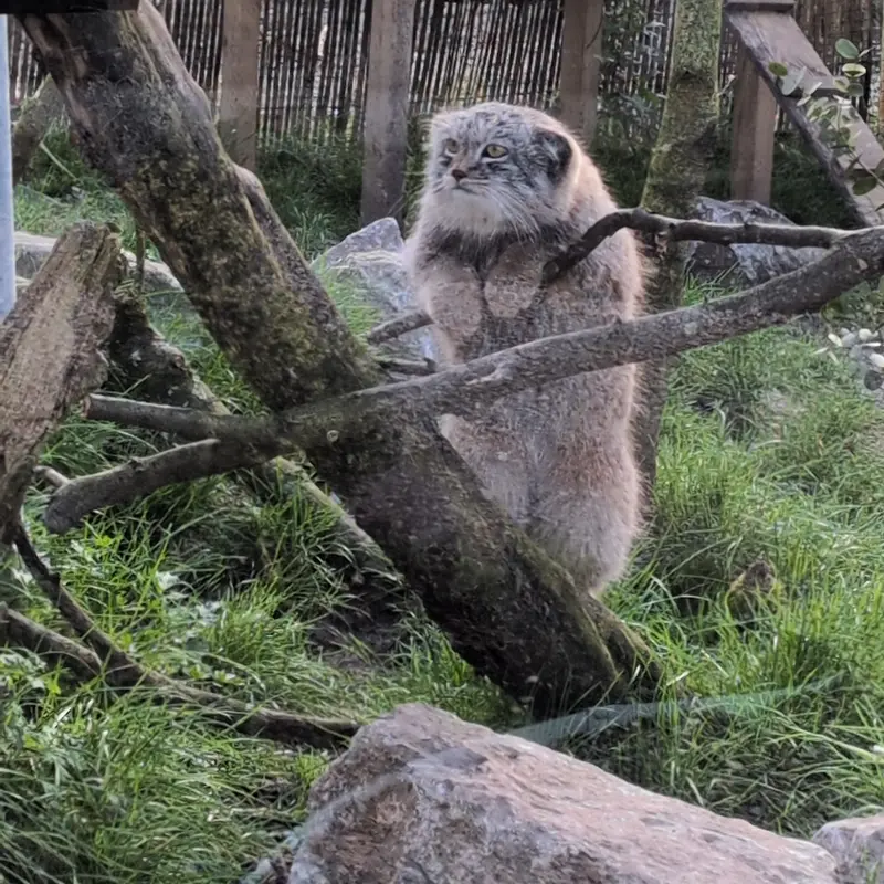 A photograph of Bat-Erdene in The Lakeland Wildlife Oasis