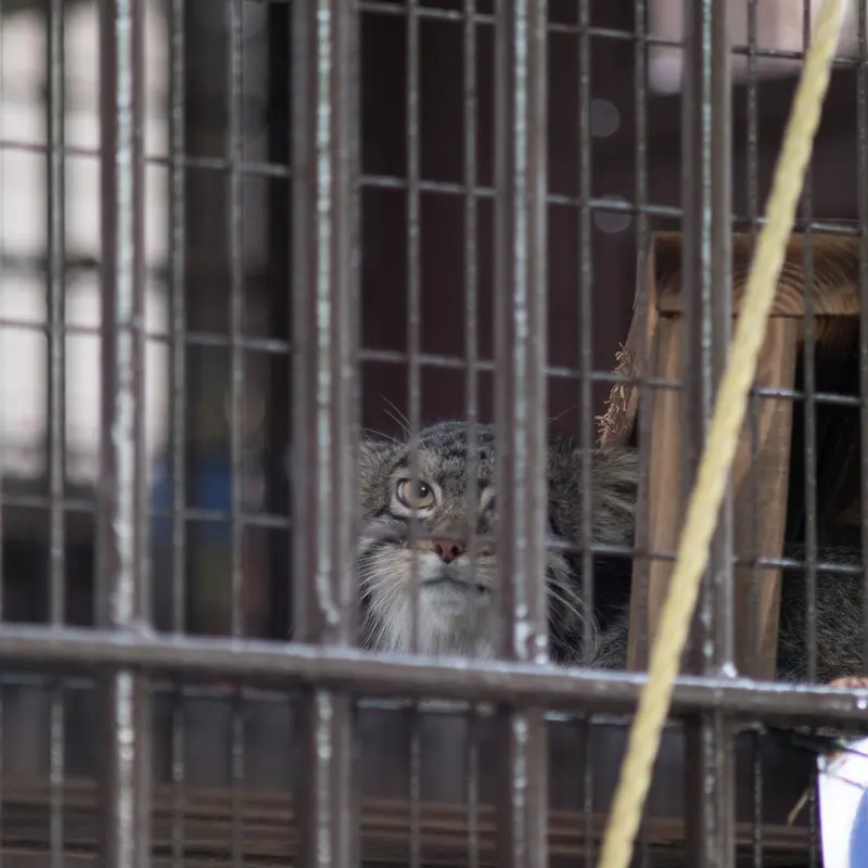 A photograph of Figa in Nogeyama Zoo