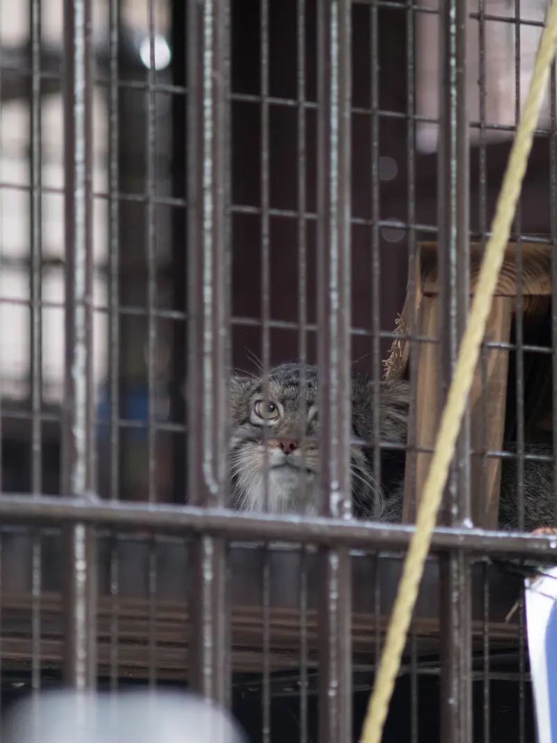 A photograph of Figa in Nogeyama Zoo